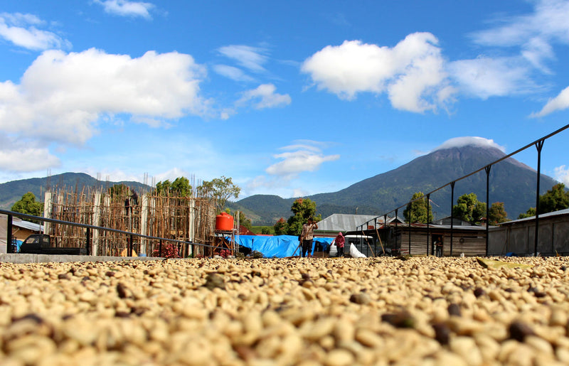 Sumatra Kerinci Triple Picked Grade 1 - *50148H* - 23627 - GrainPro Bags - SPOT DUPUYHOU