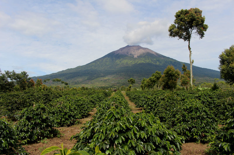 Sumatra Kerinci Nusantara Premium Grade 1 - 30784 - GrainPro Bags - SPOT RCWHSE