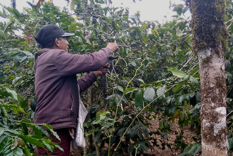 Sumatra Takengon Fajar Jeumpa Mandheling Grade 1 - 28494 - SPOT RCWHSE