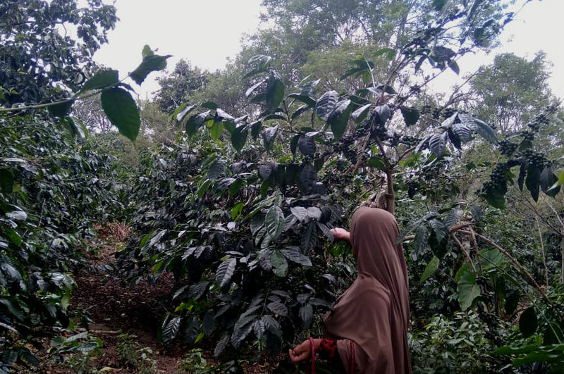 Sumatra Takengon Fajar Jeumpa Mandheling Grade 1 - *51598* - 24430 - SPOT COSEATAC