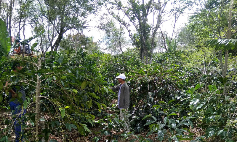 Sumatra Takengon Fajar Jeumpa Mandheling Grade 1 - 28494 - SPOT RCWHSE
