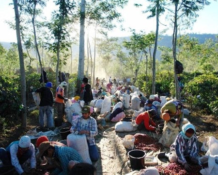 Java Estate Jampit Washed A/WP-1 - 36473-4 - GrainPro Bags - SPOT COMIDWEST