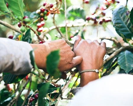 Mexico Altura HG EP - 35472-1 - SPOT SEAFORTH