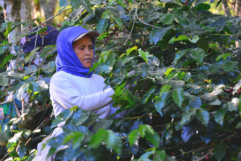 JAVA FT-FLO ORGANIC KAYUMAS SURYA ABADI - *51258W* - 26669 - GrainPro Bags - SPOT COSEATAC
