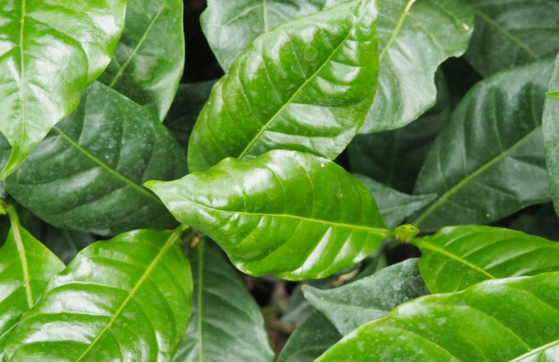 ETHIOPIA YIRGACHEFFE 2 WASHED ORGANIC BANKO DHADATO - LOT 01 - 31704 - GrainPro Bags - SPOT RCWHSE
