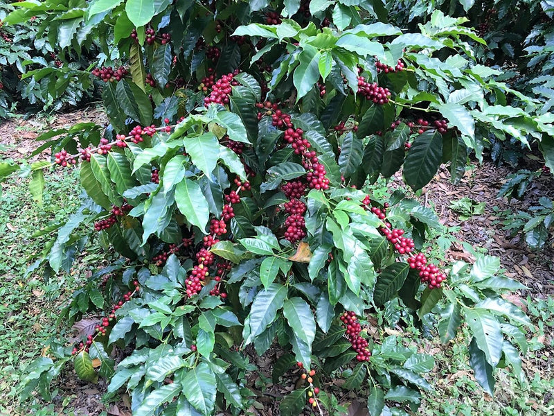 Guatemala San Jose Poaquil SHB EP - *51296* - 24931 - Ecotact Bags - SPOT RCWHSE