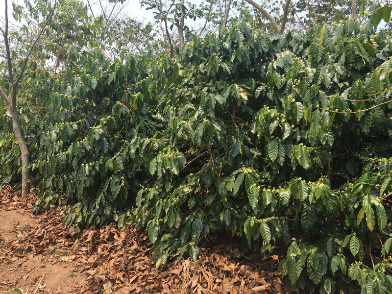 Kenya Nyeri Rumukia Thunguri Peaberry - 13KF0089  *52819* - 27087 - GrainPro Bags - SPOT RCWHSE