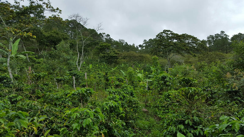 Guatemala San Jose Poaquil SHB EP - *51296* - 24931 - Ecotact Bags - SPOT RCWHSE