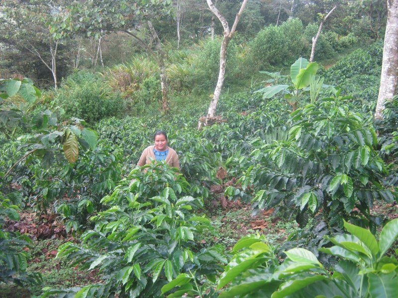GUATEMALA FT-FLO ORGANIC HUEHUETENANGO ASOBAGRI LOS JOVENES SHB EP - *48863* - 24810 - Ecotact Bags - SPOT RCWHSE