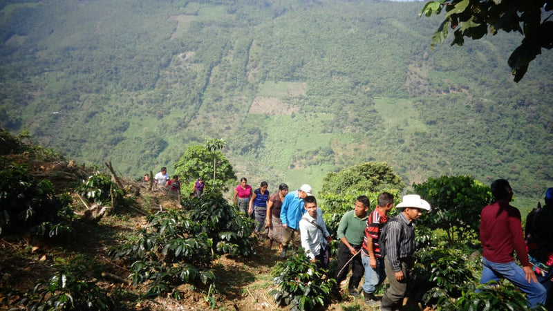 GUATEMALA FT-FLO ORGANIC HUEHUETENANGO ASOBAGRI LOS JOVENES SHB EP - *52119* - 27926-4 - SPOT COSEATAC