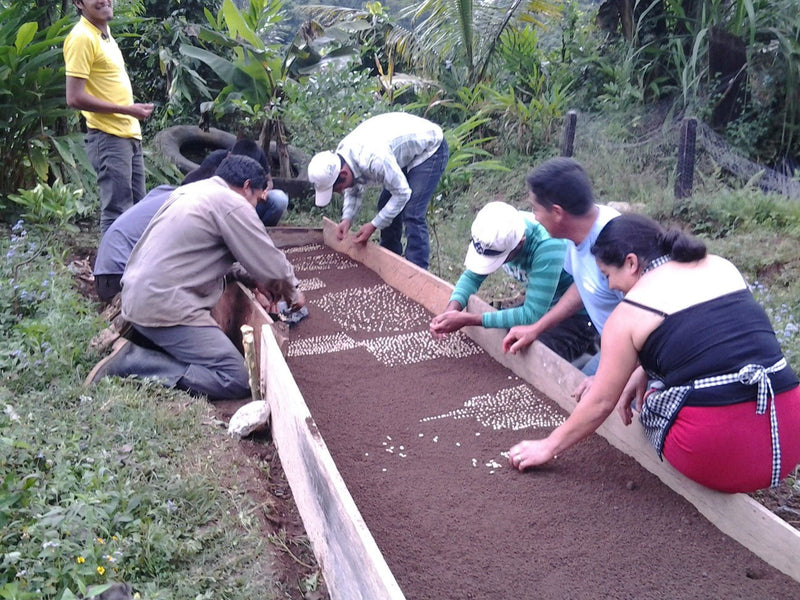 GUATEMALA FT ORGANIC HUEHUETENANGO ASOBAGRI LOS JOVENES SHB EP - *49578W2* - 27930 - Ecotact Bags - SPOT COSEATAC