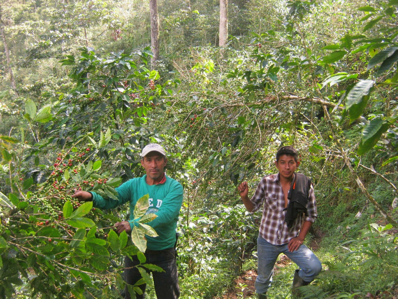 GUATEMALA FT-FLO ORGANIC HUEHUETENANGO ASOBAGRI LOS JOVENES SHB EP - *48863* - 24810 - Ecotact Bags - SPOT RCWHSE
