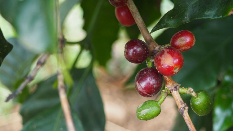 NICARAGUA ORGANIC JINOTEGA PARAISO SHG EP - *50252* - 24366 - SPOT RCWHSE