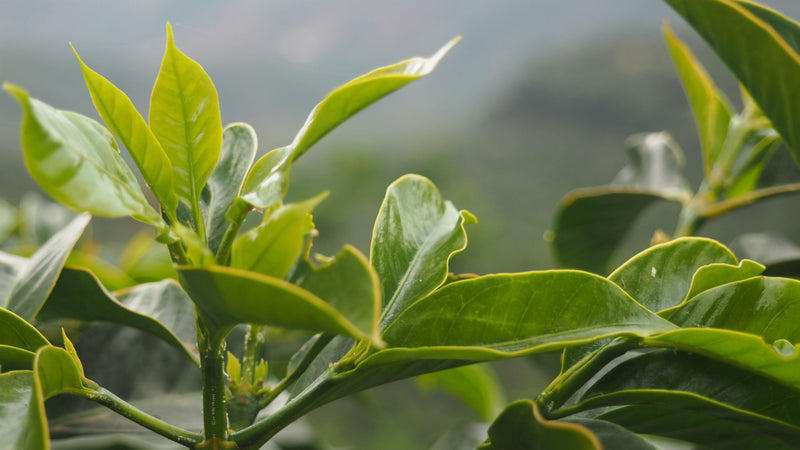 Crown Jewel Ethiopia Daye Bensa Ashenafi Argaw Anaerobic Natural - *CJ1449* - 24759 - SPOT RCWHSE