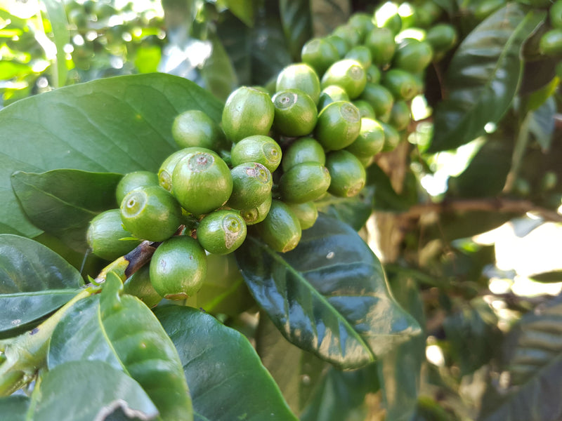 ETHIOPIA YIRGACHEFFE 1 WASHED FT ORGANIC HALO BARITI - 28135 - GrainPro Bags - SPOT RCWHSE