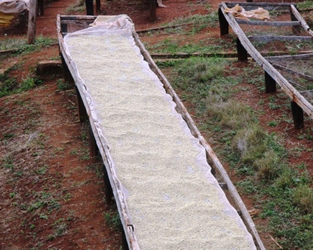 Kenya Nyeri Kaiguri AB - 44KE2001 - 35180 - GrainPro Bags - SPOT RCWHSE