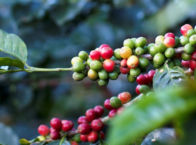 Kenya Muranga Bellanie Estate Peaberry - 42KF0014 - 38767 - GrainPro Bags - SPOT RCWHSE