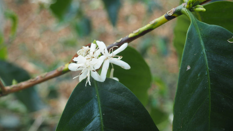 Mexico Altura HG EP - 28893-2 - SPOT COSEATAC