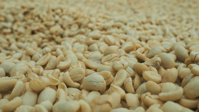 Ethiopia Yirgacheffe 1 Washed Dumerso - 28055-4 - GrainPro Bags - SPOT COSEATAC