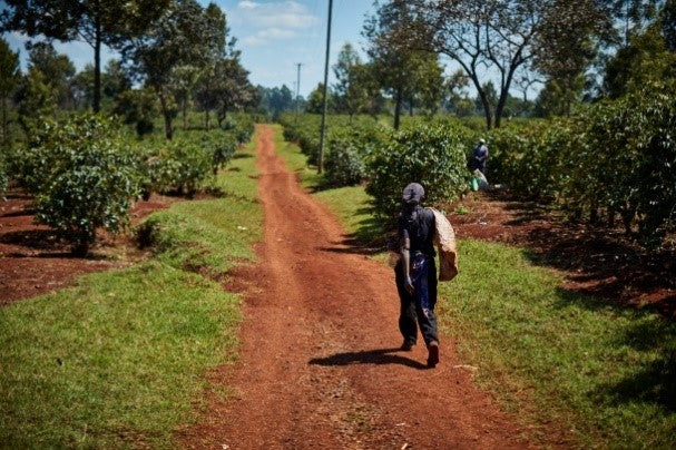 Kenya Muranga Kiiriangoro AB - 28212 - GrainPro Bags - SPOT RCWHSE