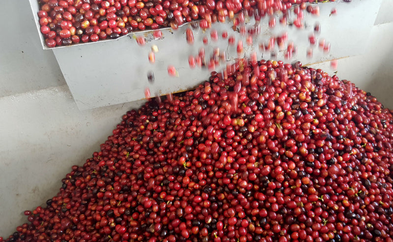 Kenya Muranga Kiiriangoro AB - 28212 - GrainPro Bags - SPOT RCWHSE