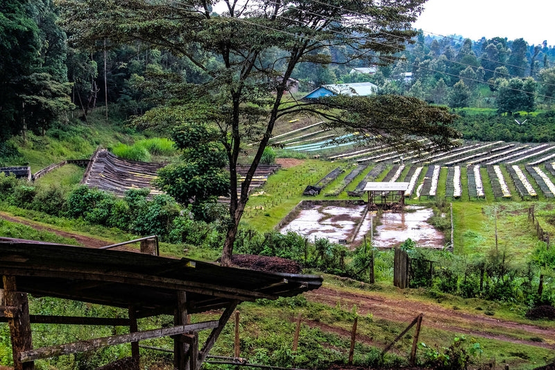 Kenya Nyeri Othaya Chinga Peaberry - 14TY0006 *49675* - 25671 - GrainPro Bags - SPOT RCWHSE