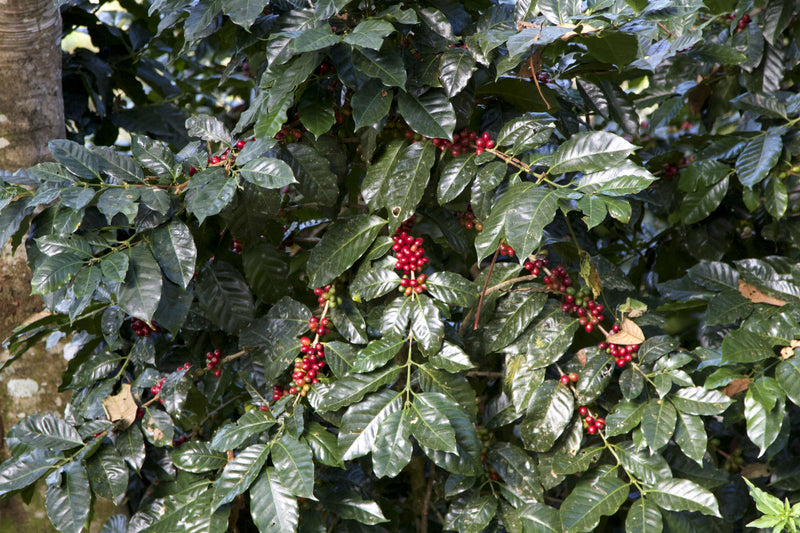 Crown Jewel Kenya Nyeri Othaya Gichichi Double Washed - *CJ1439* - 24782 - SPOT RCWHSE