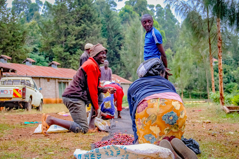Kenya Nyeri Othaya Ichamama Peaberry - 22TY0001 - 29349 - GrainPro Bags - SPOT RCWHSE