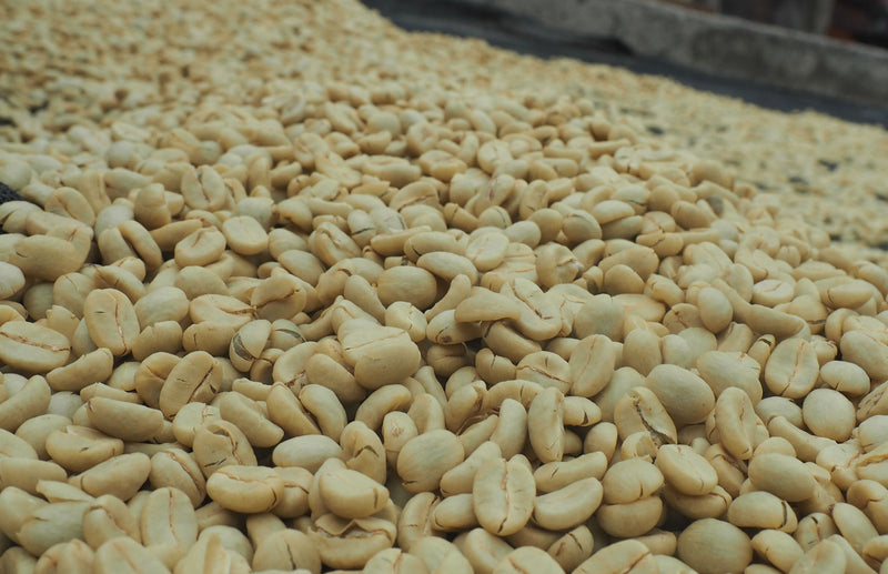 Kenya Nyeri Kiaguthu AB - 13TY0001 - 28499-2 - GrainPro Bags - SPOT RCWHSE