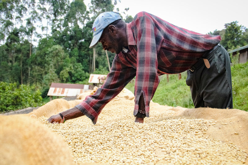 Kenya FT-FLO Nyeri Othaya Mahiga AB - 15KE2009 - 33558 - GrainPro Bags - SPOT RCWHSE