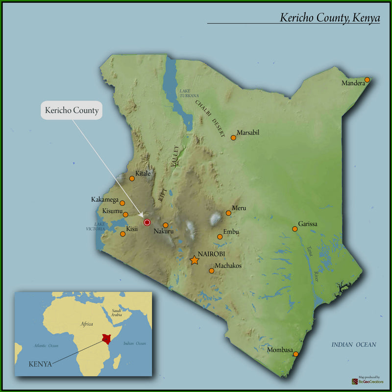 Kenya Rift Valley Kabngetuny Womens Coffee AA - 20KE2020 *49925* - 25681 - GrainPro Bags - SPOT RCWHSE