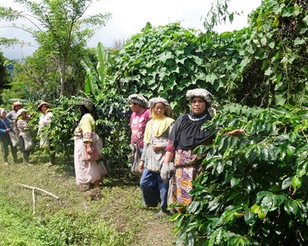 SUMATRA FT ORGANIC TAKENGON RATU KETIARA WOMEN'S COOPERATIVE GAYO MANDHELING GRADE 1 - *51360* - 24376 - GrainPro Bags - SPOT RCWHSE