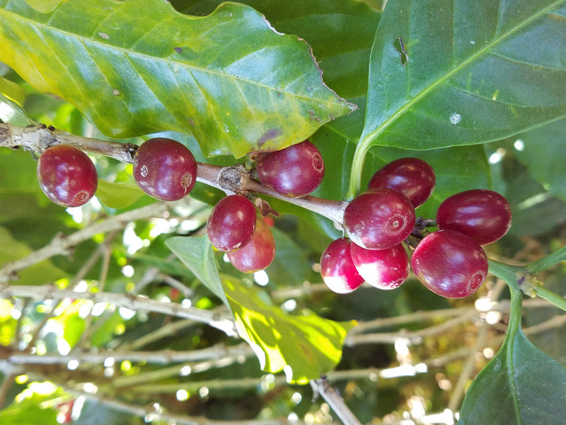 Ethiopia Guji 4 Natural - 33272 - SPOT RCWHSE
