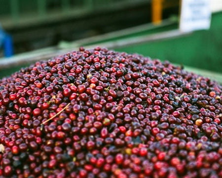 Tanzania Kilimanjaro Washed Peaberry - *50866* - 24899-1 - Ecotact Bags - SPOT COSEATAC