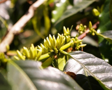 Tanzania Kilimanjaro Washed Peaberry - *50866* - 24899-1 - Ecotact Bags - SPOT COSEATAC