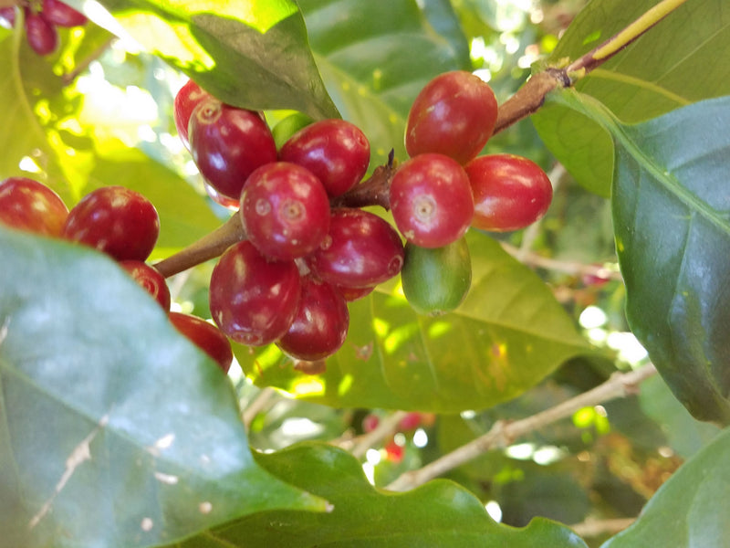 Decaf Colombia Las Montanas EA Natural Process - *45812* - 24288 - 69.9 kg Bags - SPOT RCWHSE