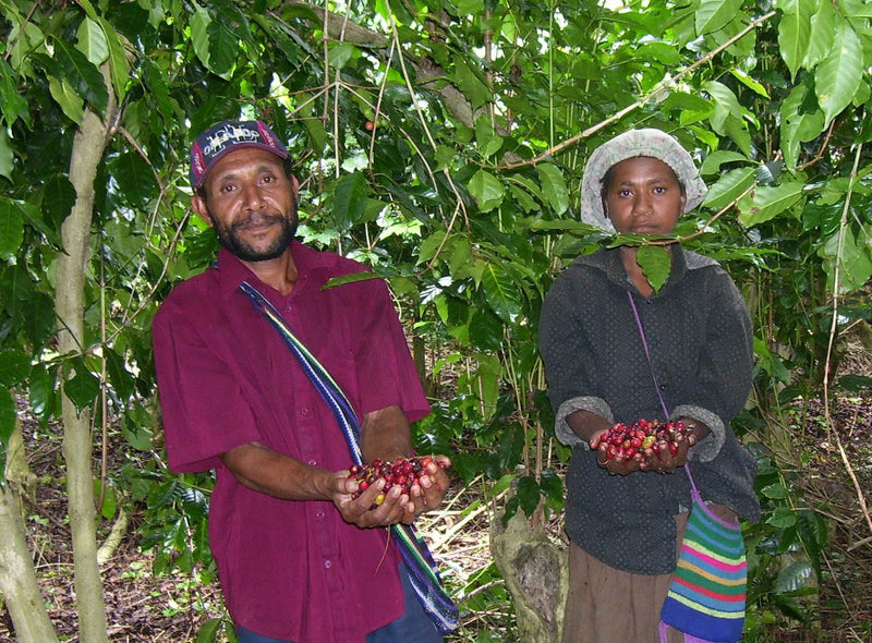 Papua New Guinea Kimel Estate Peaberry - *51616* - 24941 - Ecotact Bags - SPOT RCWHSE