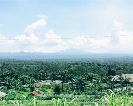 BALI ORGANIC KINTAMANI NATURAL - *50680* - 25768-8 - GrainPro Bags - SPOT DUPUYHOU