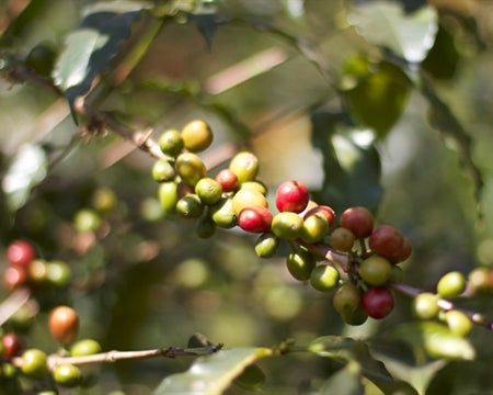 ETHIOPIA YIRGACHEFFE 2 WASHED FT ORGANIC KOKE - Lot 1 *52563* - 27569 - GrainPro Bags - SPOT RCWHSE