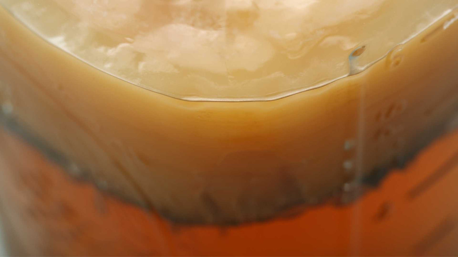 kombucha scoby