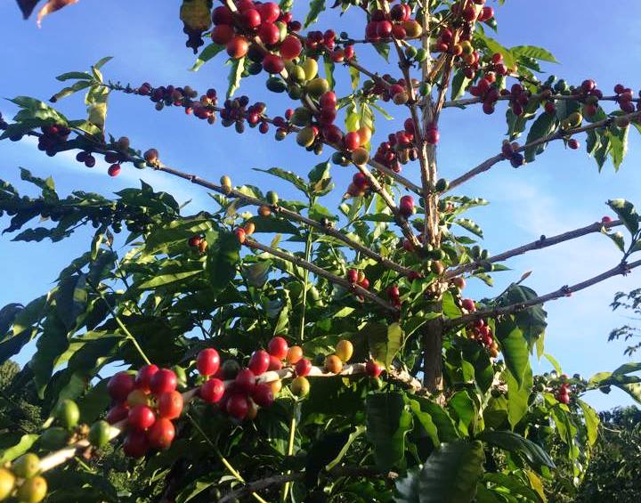 Brazil Natural SS FC 2/3 16+ - 37376 - 60.0 kg Bags - SPOT SHANGHAI
