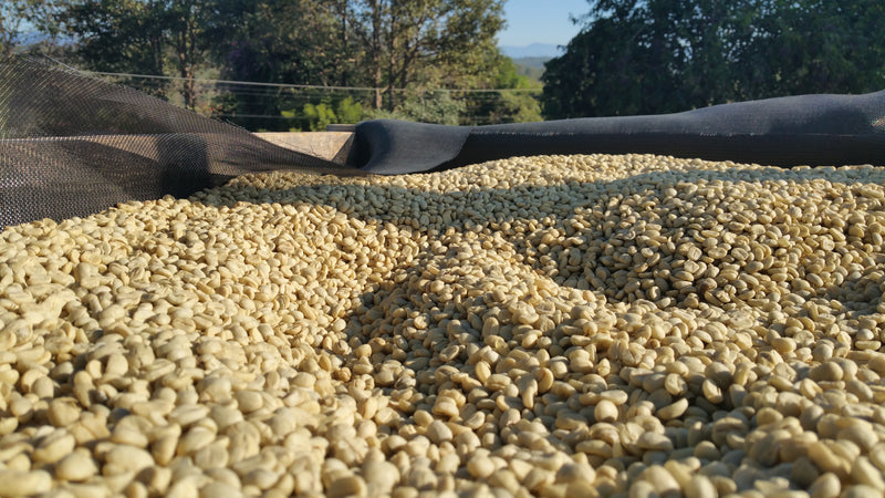 El Salvador La Cubana And San Gabriel - 31448-2 - GrainPro Bags - SPOT RCWHSE
