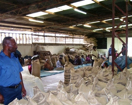 Papua New Guinea Aviamp A 16+ - 32888 - GrainPro Bags - SPOT SHANGHAI