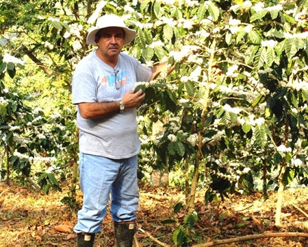 COLOMBIA ORGANIC SMITHSONIAN BIRD FRIENDLY SIERRA NEVADA LA CABANA - 32365 - 70.0 kg Ecotact Bags - SPOT RCWHSE