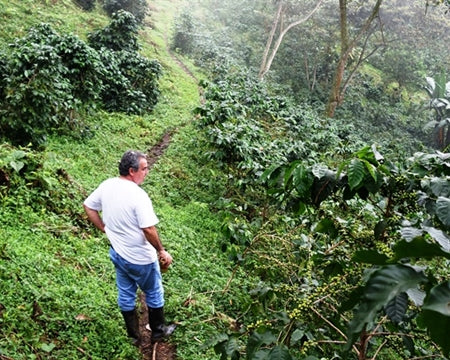 COLOMBIA ORGANIC RFA-IP SMBC SIERRA NEVADA LA CABANA - *50639* - 24472 - 70.1 kg Bags - SPOT RCWHSE