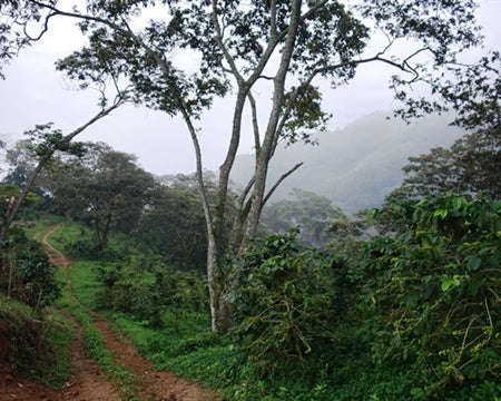 COLOMBIA ORGANIC RFA-IP SMBC SIERRA NEVADA LA CABANA - *50639* - 24472 - 70.1 kg Bags - SPOT RCWHSE