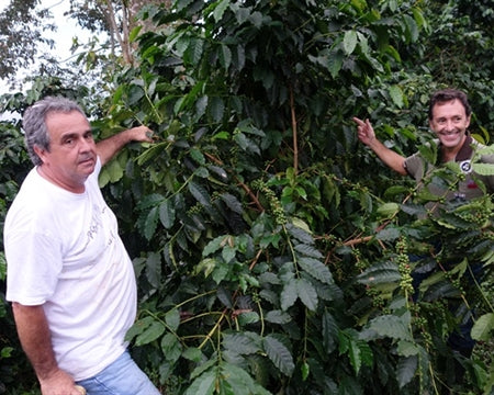 COLOMBIA ORGANIC RFA-IP SMBC SIERRA NEVADA LA CABANA/AGROBERLIN - 29748 - 70.0 kg Bags - SPOT RCWHSE