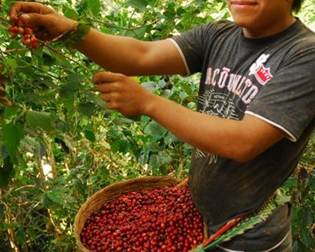 El Salvador La Cubana And San Gabriel - 28835-2 - GrainPro Bags - SPOT RCWHSE