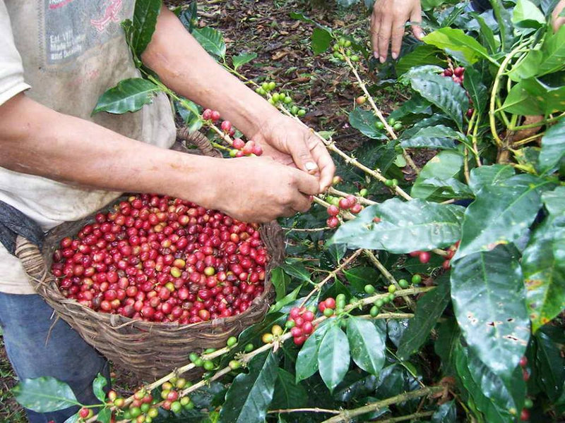 PERU ORGANIC LA FLORIDA - 34641 - SPOT RCWHSE