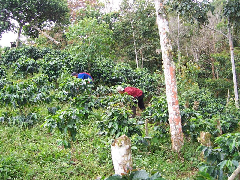 PERU FT-FLO/USA ORGANIC SMBC LA FLORIDA - *50234* - 23825 - SPOT RCWHSE